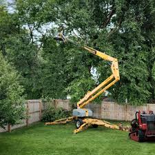 Best Tree Maintenance Programs  in Orrville, OH