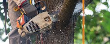 Best Tree Trimming and Pruning  in Orrville, OH