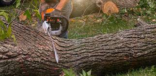 Best Storm Damage Tree Cleanup  in Orrville, OH