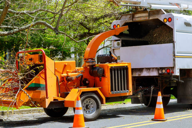 How Our Tree Care Process Works  in  Orrville, OH