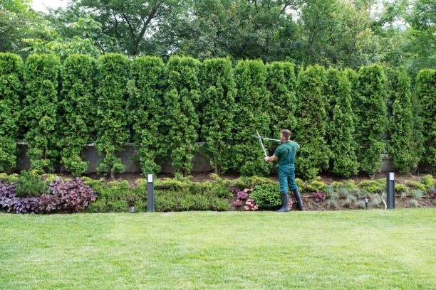 Best Lawn Drainage Solutions  in Orrville, OH