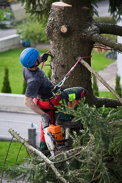 Best Leaf Removal  in Orrville, OH