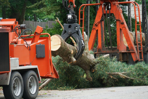 Orrville, OH Tree Care  Company